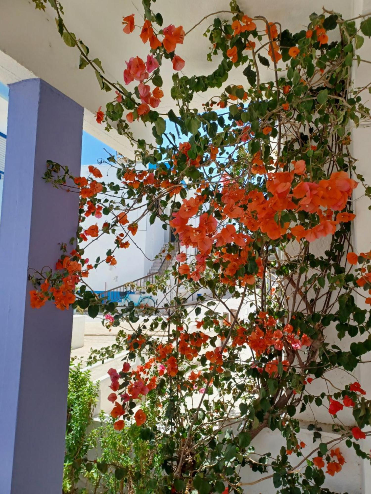 Mastichari Nektaria Studio Apartment Exterior photo